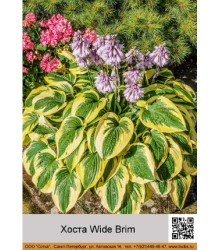 Хоста Wide Brim