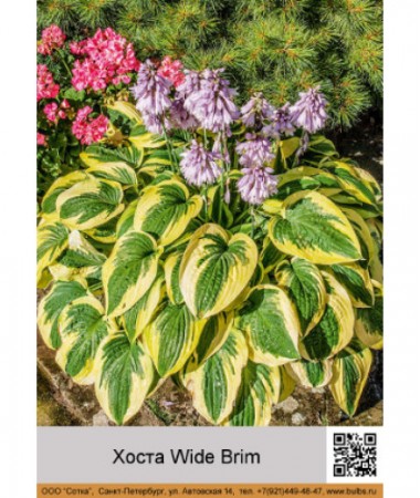 Хоста Wide Brim