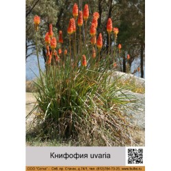 Книфофия uvaria