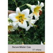 Лилия Mister Cas