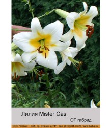 Лилия Mister Cas