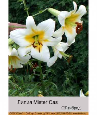 Лилия Mister Cas