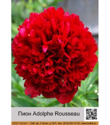 Пион Adolphe Rousseau