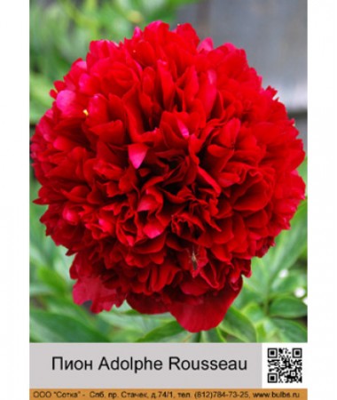 Пион Adolphe Rousseau