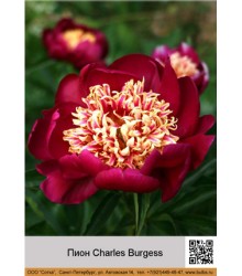 Пион Charles Burgess