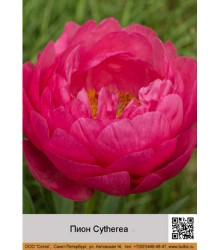 Пион Cytherea