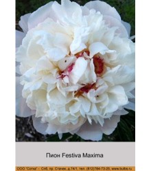 Пион Festiva Maxima