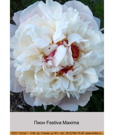 Пион Festiva Maxima