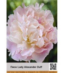 Пион Lady Alexander Duff