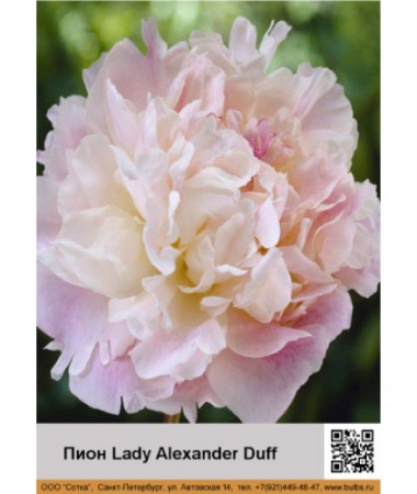 Пион Lady Alexander Duff