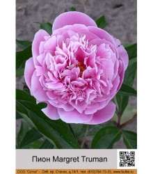 Пион Margret Truman