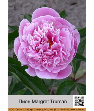 Пион Margret Truman