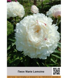 Пион Marie Lemoine