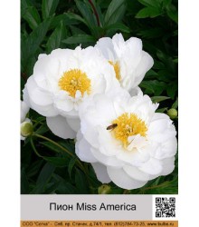 Пион Miss America