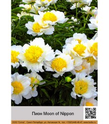 Пион Moon of Nippon