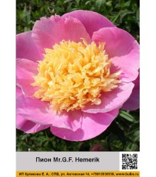 Пион Mr.G.F.Hemerik
