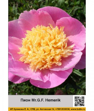 Пион Mr.G.F.Hemerik