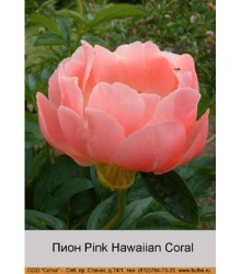 Пион Pink Hawaiian Coral