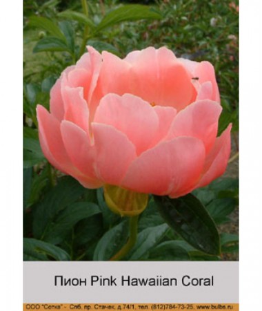 Пион Pink Hawaiian Coral