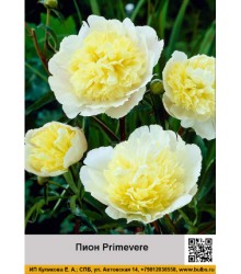 Пион Primevere