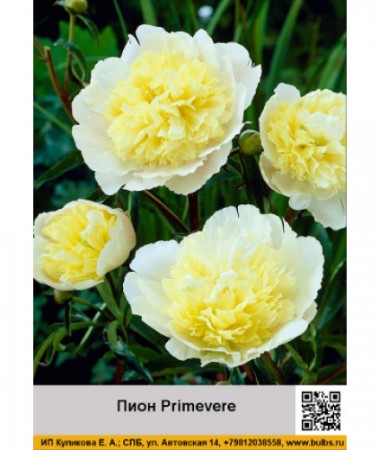 Пион Primevere