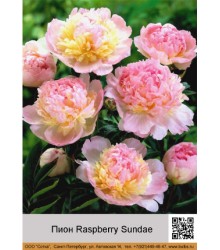 Пион Raspberry Sundae