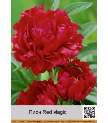 Пион Red Magic