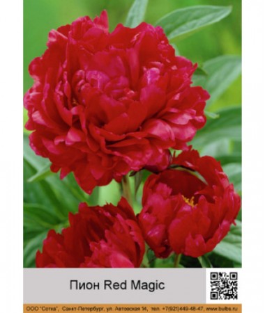 Пион Red Magic