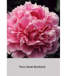 Пион Sarah Bernhardt