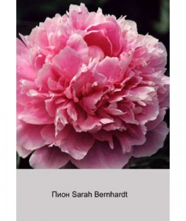 Пион Sarah Bernhardt