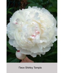 Пион Shirley Temple