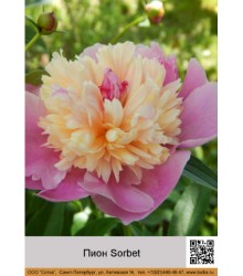 Пион Sorbet