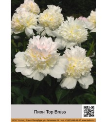 Пион Top Brass