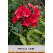Флокс AE Amos