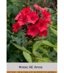Флокс AE Amos