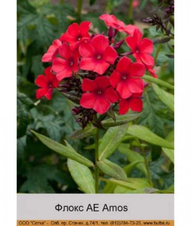 Флокс AE Amos