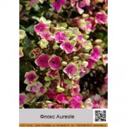 Флокс Aureole