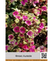 Флокс Aureole