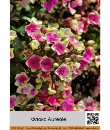 Флокс Aureole