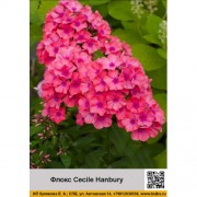 Флокс Cecile Hanbury