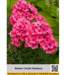 Флокс Cecile Hanbury