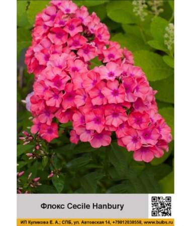 Флокс Cecile Hanbury