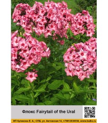 Флокс Fairytail of the Ural