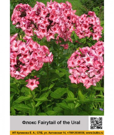 Флокс Fairytail of the Ural