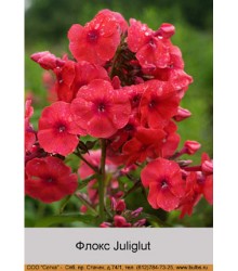 Флокс Juliglut