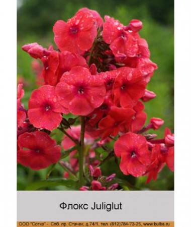 Флокс Juliglut