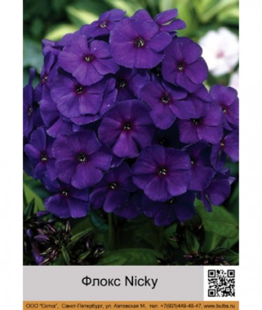 Флокс Nicky