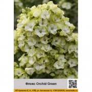 Флокс Orchid Green Флокс Orchid Green