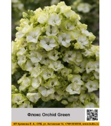 Флокс Orchid Green