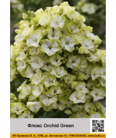 Флокс Orchid Green Флокс Orchid Green